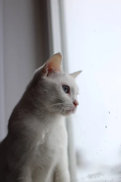 Vit Fluffig Katt Med Ljusa Blå Ögon Ser Märkligt Fönster — Stockfoto