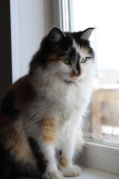 Gato Fofo Tricolor Com Olhos Verdes Amarelos Olhando Curiosamente Através — Fotografia de Stock