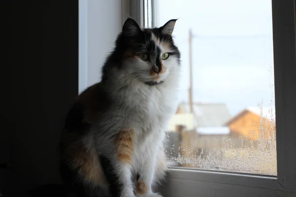 Tricolor Pluizige Kat Met Gele Groene Ogen Zoek Nieuwsgierig Door — Stockfoto