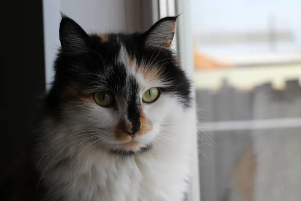 Tricolor Fluffy Cat Жовтими Зеленими Очима Дивляться Камеру Під Час — стокове фото