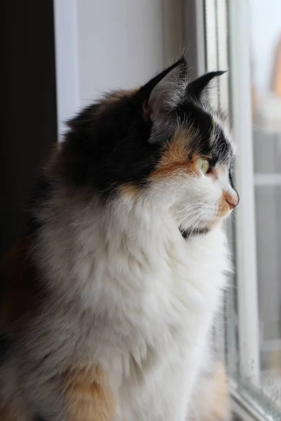 Tricolor Flauschige Katze Mit Gelbgrünen Augen Die Neugierig Durchs Fenster — Stockfoto