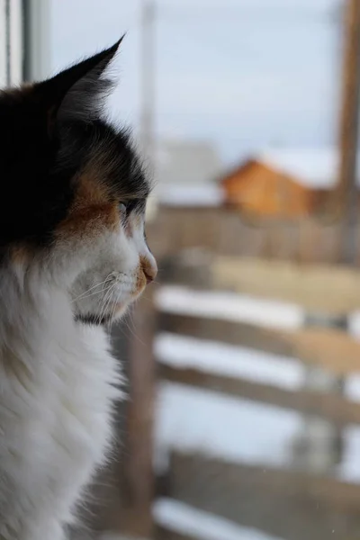 Tricolor Flauschige Katze Mit Gelbgrünen Augen Die Neugierig Durchs Fenster — Stockfoto