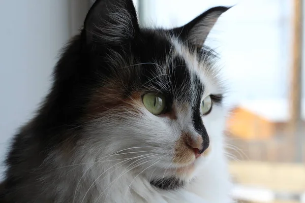 Tricolor Flauschige Katze Mit Gelbgrünen Augen Die Neugierig Durchs Fenster — Stockfoto