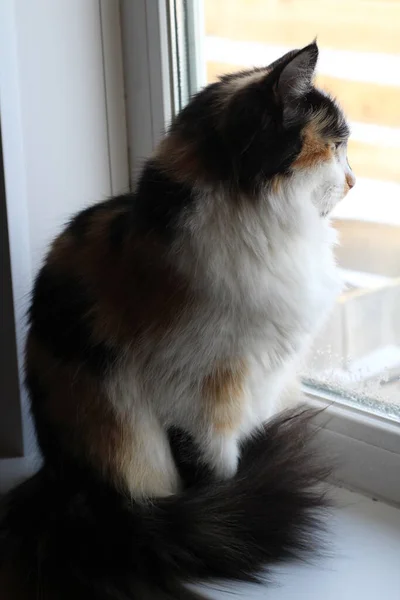 Tricolor Pluizige Kat Met Gele Groene Ogen Zoek Nieuwsgierig Door — Stockfoto