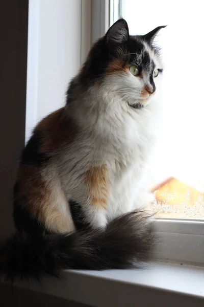 Sarı Yeşil Gözlü Renkli Yumuşak Kedi Pencereden Merakla Bakıyor — Stok fotoğraf