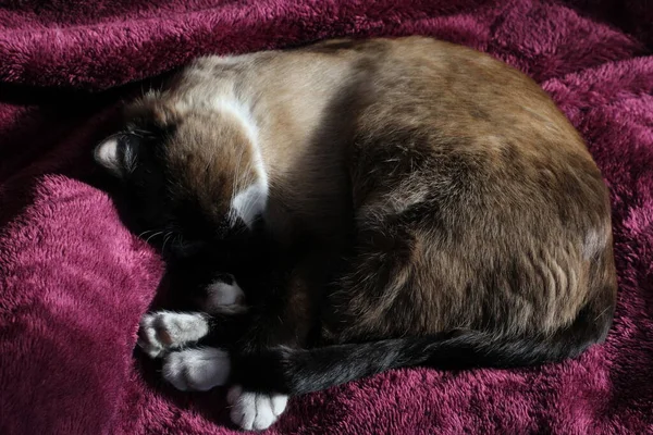 かわいいパウズのパッドとウィスカで紫のブランケットにキッチンされたスリーピングサムース猫ふわふわの毛皮とウィスカ — ストック写真