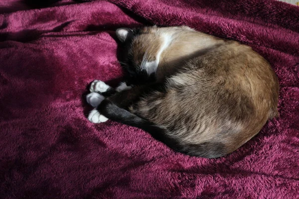 Schlafende Siamkatze Flauschpelz Und Schnurrhaar Kätzchen Auf Lila Decke Mit — Stockfoto