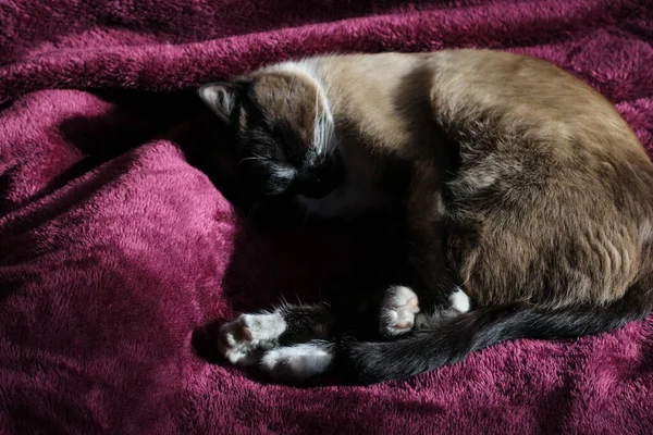 Durmiendo Siamés Gato Esponjoso Piel Bigotes Gatito Púrpura Manta Con —  Fotos de Stock