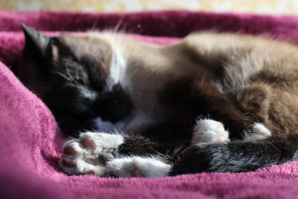 睡梦中的暹罗猫毛绒绒猫和胡须猫与可爱的爪子垫和胡须在紫色毛毯上 — 图库照片
