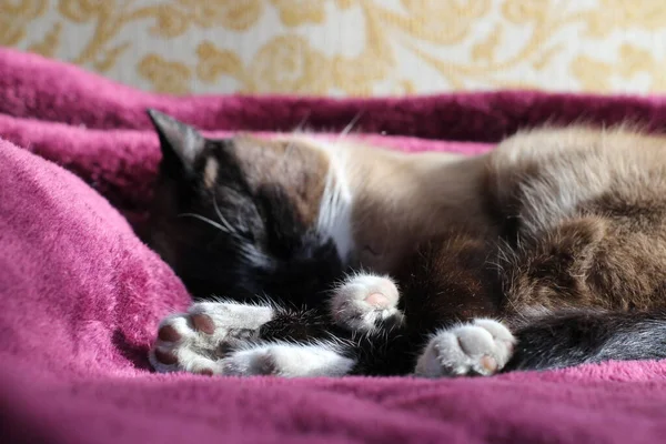 Dormir Siamese Cat Fluffy Fur Whiskers Gatinho Manta Roxa Com — Fotografia de Stock