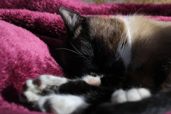 Sleeping Siamese Cat Fluffy Fur Whiskers Kitten Сайті Purple Blanket — стокове фото