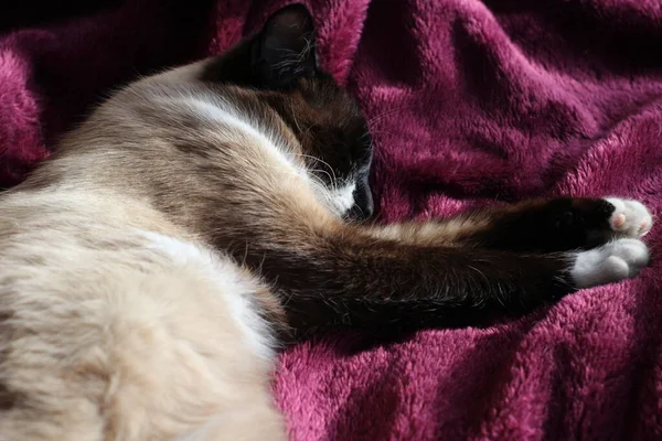 Dormir Siamese Cat Fluffy Fur Whiskers Gatinho Manta Roxa Com — Fotografia de Stock