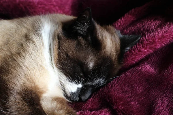 Dormir Siamese Cat Fluffy Fur Whiskers Gatinho Manta Roxa Com — Fotografia de Stock