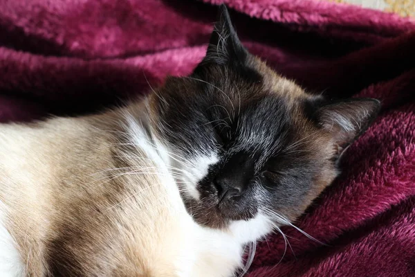 Schlafende Siamkatze Flauschpelz Und Schnurrhaar Kätzchen Auf Lila Decke Mit — Stockfoto