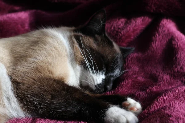 Schlafende Siamkatze Flauschpelz Und Schnurrhaar Kätzchen Auf Lila Decke Mit — Stockfoto