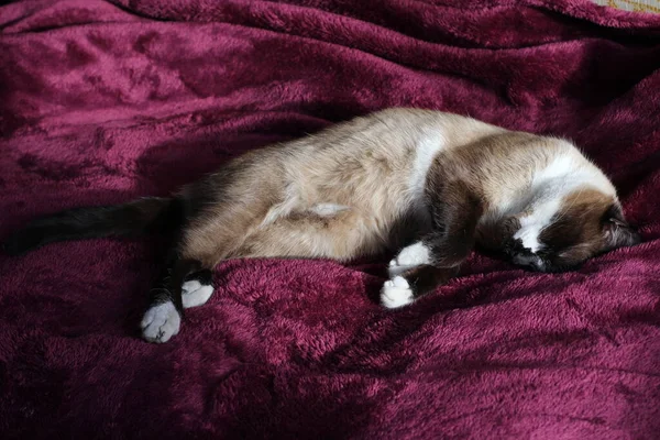 Κοιμισμένη Σιαμαία Γάτα Αφράτη Γούνα Και Μουστάκια Γατάκι Μωβ Κουβέρτα — Φωτογραφία Αρχείου