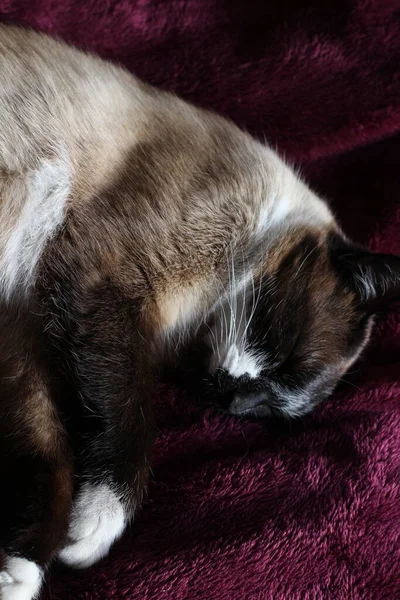 睡梦中的暹罗猫毛绒绒猫和胡须猫与可爱的爪子垫和胡须在紫色毛毯上 — 图库照片