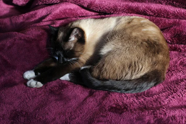 Uyuyan Siyam Kedisi Yumuşak Kürk ve Bıyıklı Kedi Şirin Pençeli Mor Battaniye ve Bıyıklı Kedi