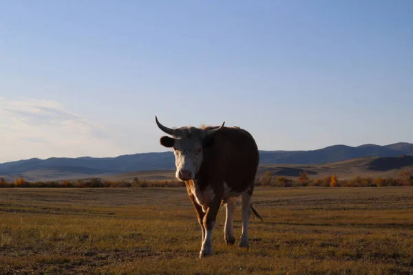 Big Horned Cow Bull Heifer Пастбище Пастбище Сансет Против Лесных — стоковое фото