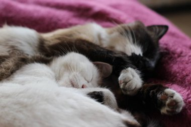 Şirin Kediler İki Kabarık Beyaz ve Siyam Yavruları 'nın Yatağında Sarılıp Uyuyor 