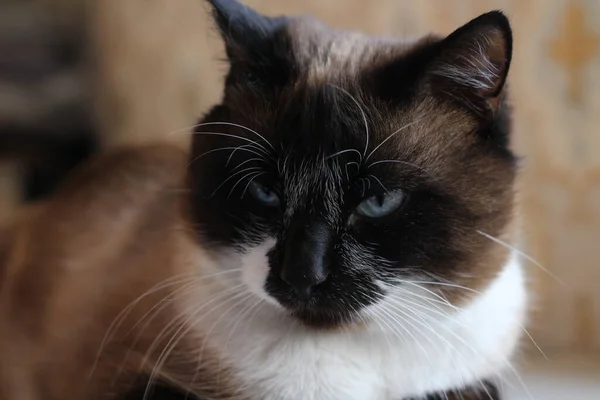 テーブルの上に寝そべっている青い目のふわふわの子猫をカメラで見るシームレスな猫白い毛皮とウィスカ — ストック写真