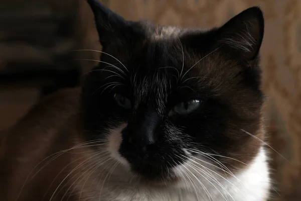 テーブルの上に寝そべっている青い目のふわふわの子猫をカメラで見るシームレスな猫白い毛皮とウィスカ — ストック写真