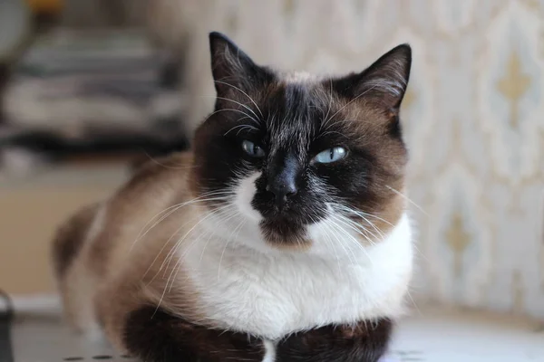 Cat Looking Camera Bright Blue Eyes Fluffy Kitten Lying Table — 스톡 사진