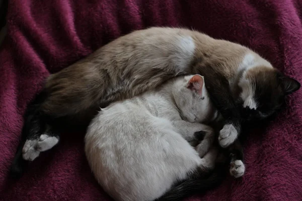 Χαριτωμένες Γάτες Κοιμούνται Αγκαλιά Μαζί Στο Κρεβάτι Δύο Χνουδωτά Λευκά — Φωτογραφία Αρχείου