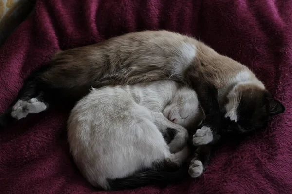 Söta Katter Sova Cuddling Tillsammans Säng Två Fluffiga Vita Och — Stockfoto