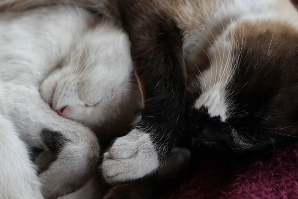 Симпатичные Кошки Спящие Обнявшись Постели Два Пушистых Белых Сиамских Котенка — стоковое фото