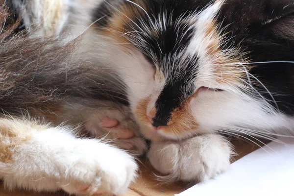 Bolyhos Macska Alvó Közelkép Tricolor Kitten Napping Pose Aranyos Mancs — Stock Fotó