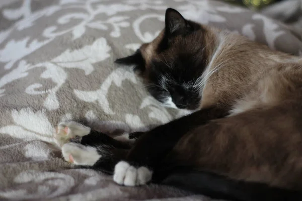 고양이잠자기 Siamese Kitton Napping Pose Cute Paws Whiskers — 스톡 사진