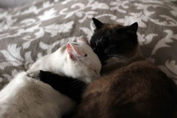 可愛い猫がベッドで一緒に寝そべっている二つのふわふわの白とサムシの子猫の昼寝 — ストック写真