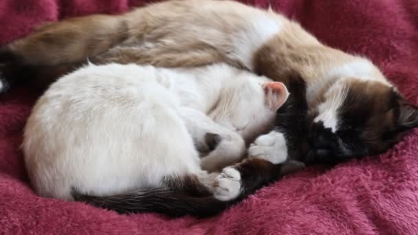 Video Van Schattig Katten Slapen Knuffelen Samen Bed Twee Pluizig — Stockvideo