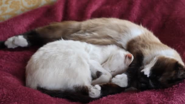 Video Van Schattig Katten Slapen Knuffelen Samen Bed Twee Pluizig — Stockvideo