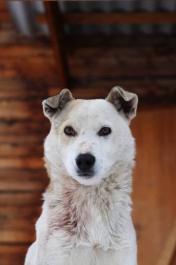 Beyaz Başıboş Köpek Portresi Genç Yumuşak Yumoş Kahverengi Gözlü Kameraya Bakıyor