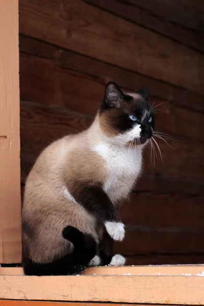 暹罗猫 有着明亮的蓝眼睛 在冬天坐在农舍的门阶门槛上 猫咪新郎用可爱的爪子洗他的嘴和胡须 — 图库照片
