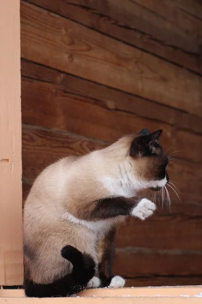 Siamese Cat Bright Blue Eyes Sitting Porch Doorstep Threshold Farmhouse — стоковое фото