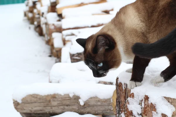 Siamese Katt Utforska Snö Utomhus Söt Fluffig Kattunge Med Blå — Stockfoto