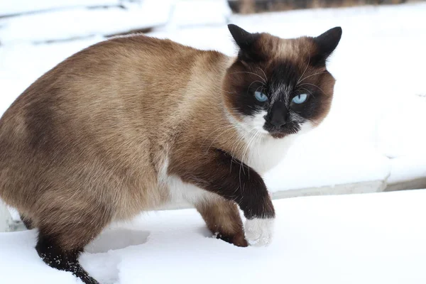 Siamees Kat Verkennend Sneeuw Outdoor Schattig Fluffy Kitten Met Blauwe — Stockfoto