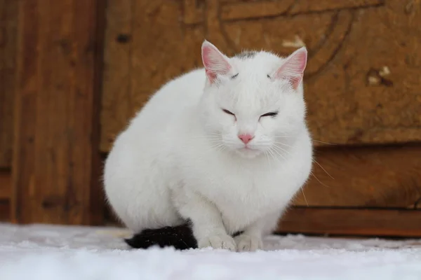 白猫毛茸茸的毛茸茸的毛和带粉红鼻子的胡须 蓝眼睛可爱的爪子 覆盖在雪地的木门上 — 图库照片