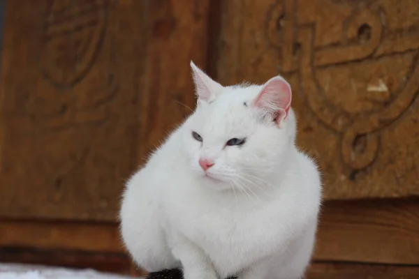 Beyaz Kedi Yumuşak Kürk Pembe Burunlu Bıyıklı Mavi Gözlü Tahta — Stok fotoğraf