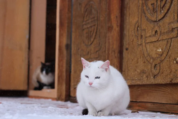 Biały Kotek Puszyste Futro Wąsy Różowym Nosem Niebieskimi Oczami Słodkie — Zdjęcie stockowe