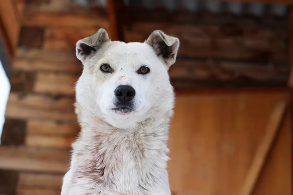 Vit Herrelös Hund Porträtt Ung Fluffig Valp Tittar Kamera Med — Stockfoto