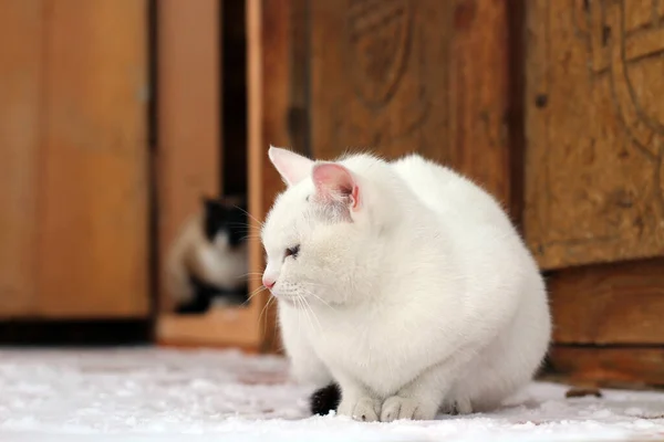 Gatito Blanco Piel Esponjosa Whisky Con Nariz Rosa Ojos Azules —  Fotos de Stock