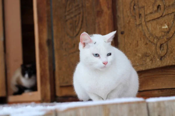 White Kitton Fluffy Fur Whiskers Pink Nose Blue Eyes Cute — 스톡 사진