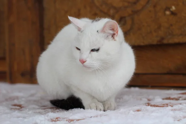 白い猫ふわふわの毛皮とピンクの鼻と青い目のウィスカ雪に覆われた木製のポーチのかわいい芝生 — ストック写真