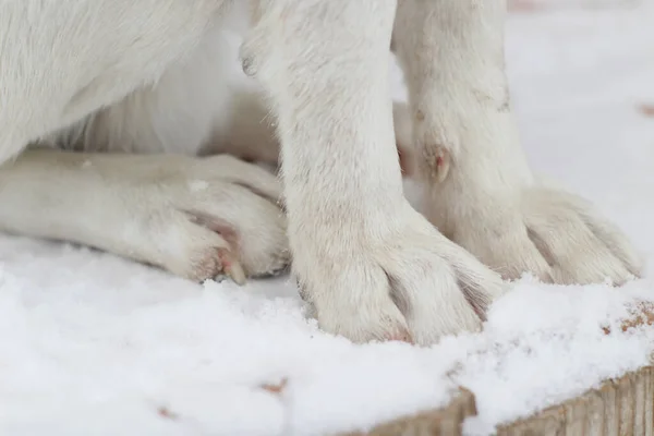 White Dog Fluffy Cute Paws Fur and Claws Close-up on Wooden Porch Covered with Snow