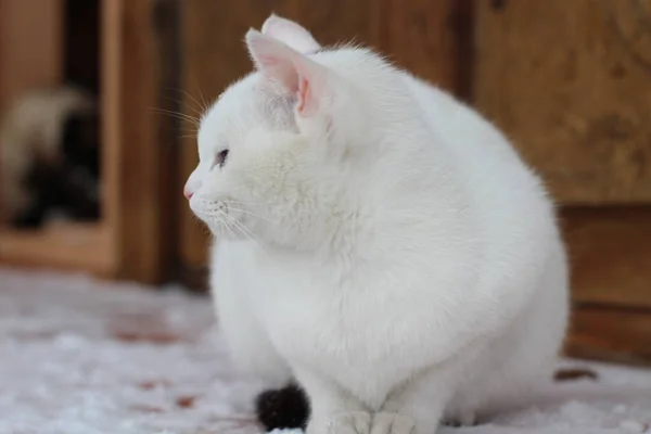 白い猫ふわふわの毛皮とピンクの鼻と青い目のウィスカ雪に覆われた木製のポーチのかわいい芝生 — ストック写真