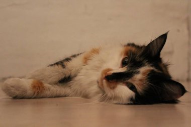 Yerde yatan pofuduk üç renkli kedi. Uykucu Şirin Kedi Şekerleme 